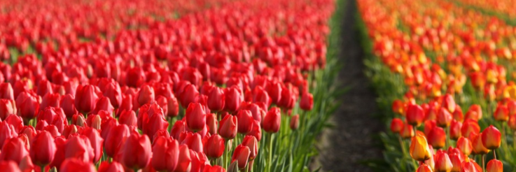 Tulip